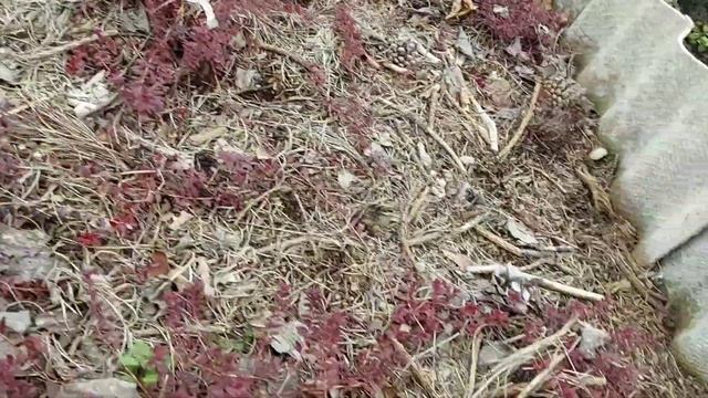 Обрезка вересков ранней весной на юге. 03.04.2021 смотреть онлайн