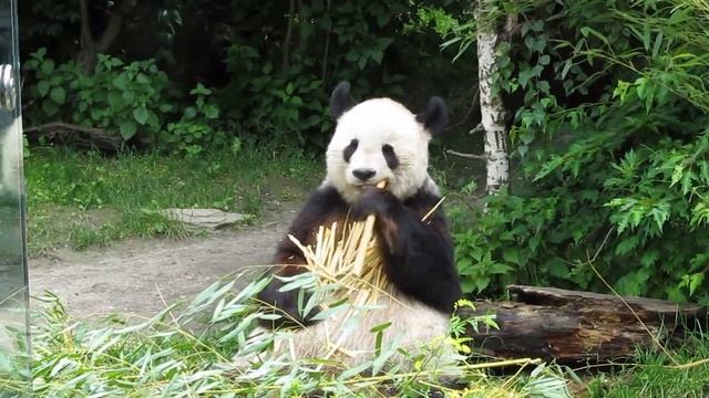 В зоопакре Вены панда поедает бамбук!!! смотреть онлайн