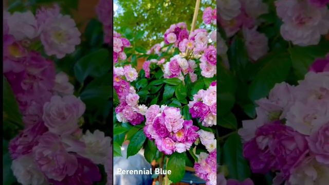 Видео обзор розы Perennial Blue штамб первогодка/Perennial Blue standard tree rose review 1 year ol