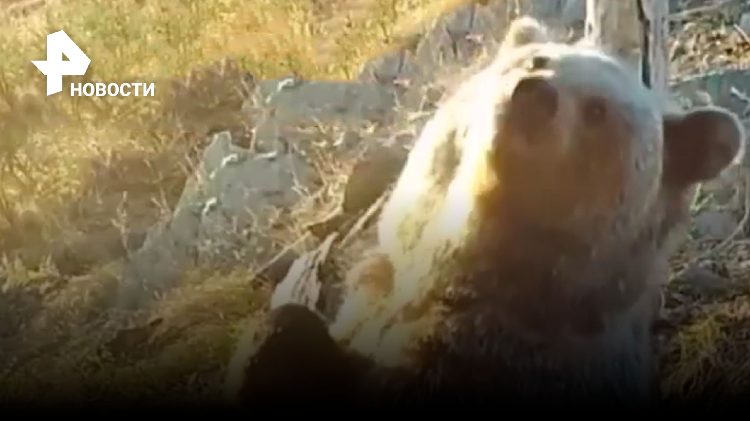 "Медвежий танец": развлечения медведей попали на камеру в Саяно-Шушенском заповеднике / РЕН Новости