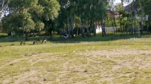 Звук питбайка Kayo 125 evolution 125 2019