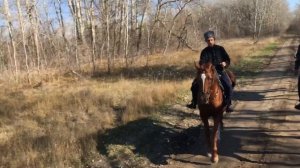 Донские кони и казаки.