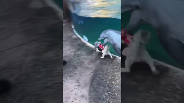 СОБАКА ИГРАЕТ С ДЕЛЬФИНОМ #животные #позитив #приколысживотными #дельфин #positivevibes #share смотреть онлайн