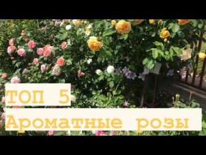 ТОП 5 ароматных роз в саду ?.mp4