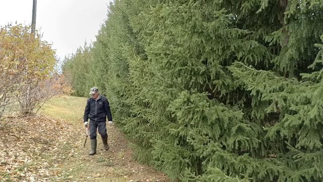 Стрижка елей обычной бензокосой смотреть онлайн
