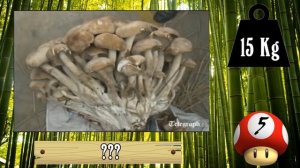 I 10 FUNGHI PIÙ GRANDI AL MONDO!!!