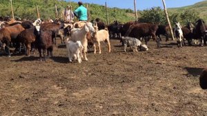 Гиссарские овцы. Кошкар.овцы и козы. Атар в горах. Как люди живут на горах.