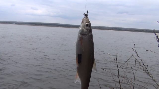 Рыбалка на рыбу елец 10 мая 2017. Супер Клев. Ловля на реке Енисей. Город Лесосибирск. смотреть онлайн