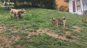 Сагчанг