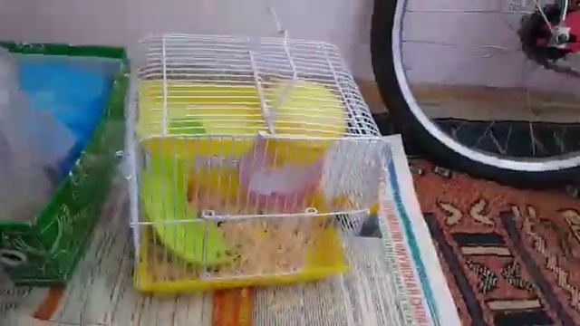 ВИДЕО О МОЕМ ХОМЯКЕ!МОЙ ХОМЯК.УСЛОВИЯ ХОМЯКА смотреть онлайн
