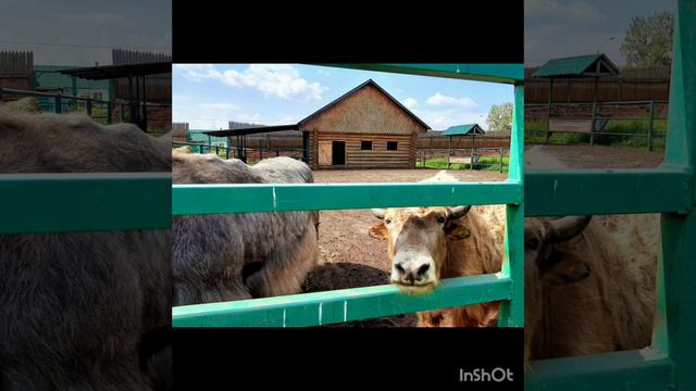 прогулка в зоопарк г. Ряжск 2023 г. смотреть онлайн