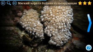 Что это? Тайны микромира. Мир через микроскоп. Играем вместе. Игрушки и игры с детьми.