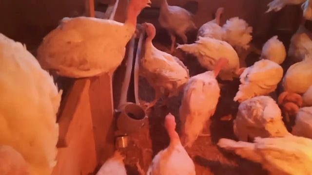 Сколько весит индюк Биг 6 в два месяца смотреть онлайн