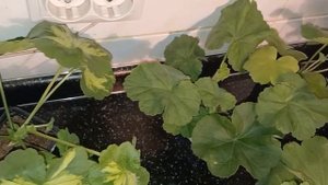 Обзор моих покупок (пеларгонии:УГ Подарок мамы,ТА Амазонка и другие)