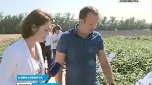 О картофелеводстве в России