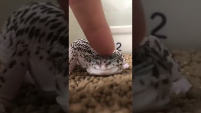 Милый геккон #shorts #gecko смотреть онлайн