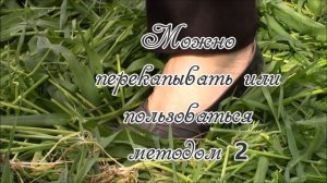 Овёс   как сидерат для умных грядок.  Метод 1.