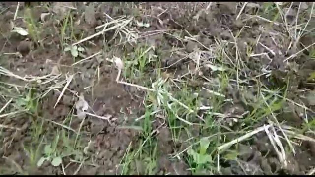 Basagran Basf Herbicide price, Dosage,use, Bentazone 48 sl धान का सभी खरपतवार का सफाया #किसानदर्शन смотреть онлайн