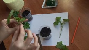 Как укоренить черенки плющелистной пеларгонии.