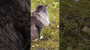 Норвежский лесной кот Бася-Basia the Norwegian Forest Cat