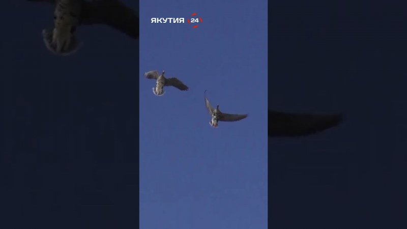 Гусь уходит от выстрела «свечкой»/The goose escapes from being shot with a «candle»