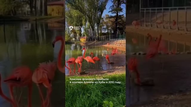 Красные фламинго в алматинском зоопарке