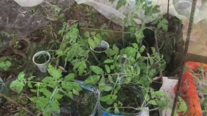 4 апреля рассада в теплице отопление теплицы