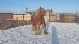 Советский тяжеловоз,,Расмус,,