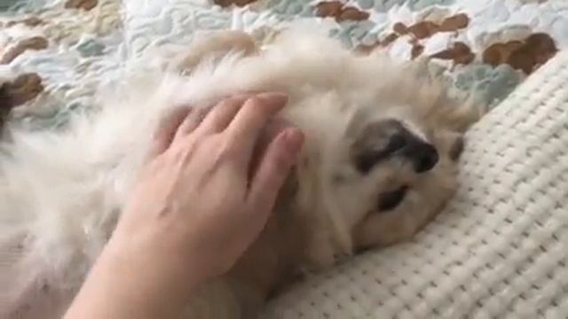 Собака храпит смотреть онлайн