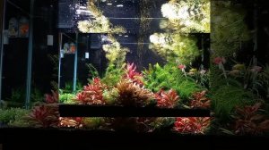 Аквариум с тернециями и неонами релаксация