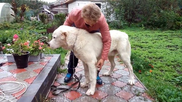 Шаман Шир (Набира Акгуш Шилеле Х Зардак Камея Таюр) 8 мес.Заводчик владелец Торговищева Светлана смотреть онлайн