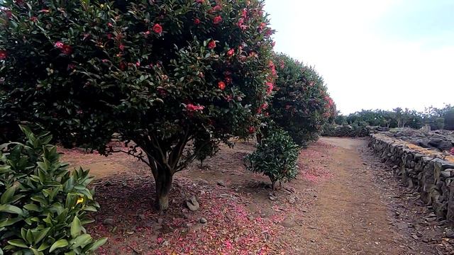 [ South Korea ]   [제주 Jeju tour-11] 동백포레스트,Camellia  Forest. 겨울꽃을 보러 동백포레스트로 가요,