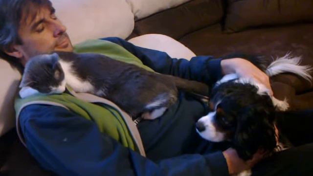 Кавалер кинг чарлз шпаниьол смотреть онлайн