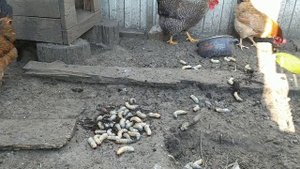 Куры в шоке от такого угощения! Огромные личинки майского жука