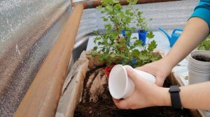 КАК  Я  ОБРЕЗАЮ  И  ПЕРЕСАЖИВАЮ  ДУШИСТУЮ  ПЕЛАРГОНИЮ