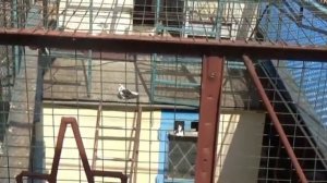 Николаевские голуби (Молочанск) | +79900580532 Viber, Telegram, WhatsApp по номеру +380991973464