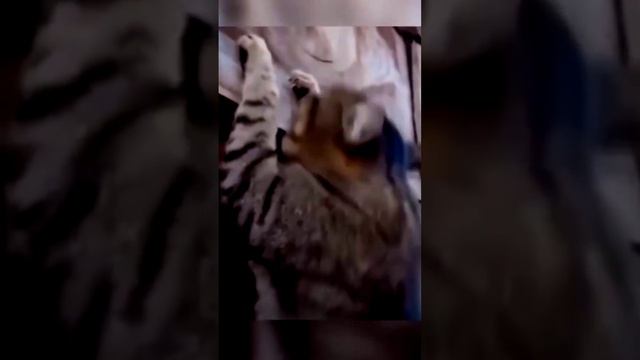 кот качек