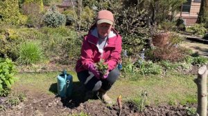 Миксбордер | Нюансы посадки