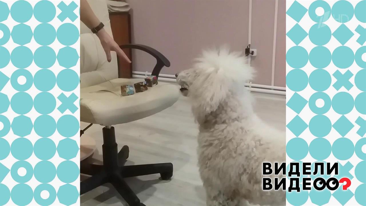 Пудель-счетовод. Видели видео? Фрагмент выпуска от 09.03.2020