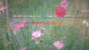 КОСМЕЯ и все  о  ее разведении