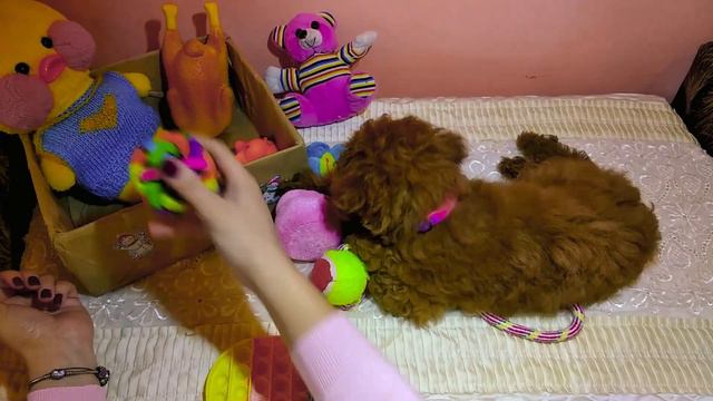 ТОЙ ПУДЕЛЬ ИГРАЕТ С МАЛИШОМ 😮😂 ПУДЕЛЬ И ДЕТИ🐩/ИГРУШКИ ДЛЯ ЩЕНКА ПУДЕЛЯ❤ЛЮБИМЫЕ ИГРУШКИ ТОЙ ПУДЕЛЯ смотреть онлайн