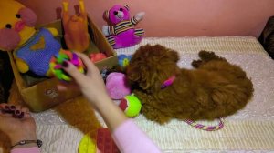 ТОЙ ПУДЕЛЬ ИГРАЕТ С МАЛИШОМ 😮😂 ПУДЕЛЬ И ДЕТИ🐩/ИГРУШКИ ДЛЯ ЩЕНКА ПУДЕЛЯ❤ЛЮБИМЫЕ ИГРУШКИ ТОЙ ПУДЕЛЯ