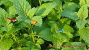 Мелисса лекарственная лимонная (melissa officinalis) ? обзор: как сажать, рассада мелиссы лимонная