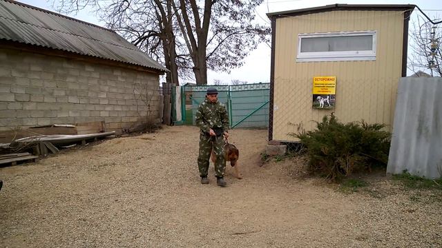 НКД немецкая овчарка Линда, будни тренировок смотреть онлайн