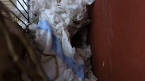 Как выманить белку из гнезда?