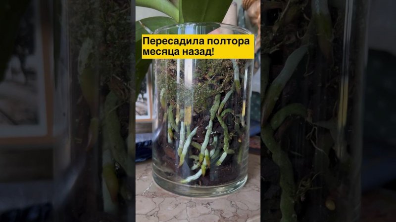 #Orchideen #geschlossenesSystem #закрытаясистема #наращиваниекорней #орхидеибабочки #пересадка