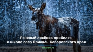 Раненый лосёнок прибился к школе села Бриакан Хабаровского края