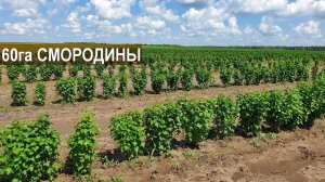 60 га чёрной смородины под мехуборку в фермерском хозяйстве Бабкена Испиряна