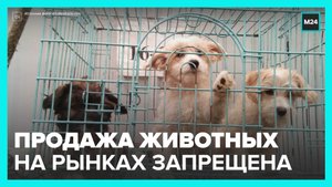 Продажу животных в зоомагазинах и на птичьих рынках могут запретить - Москва 24