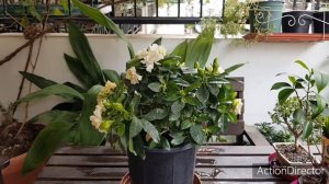 Гардения-Проблемы и Способы их Устранений